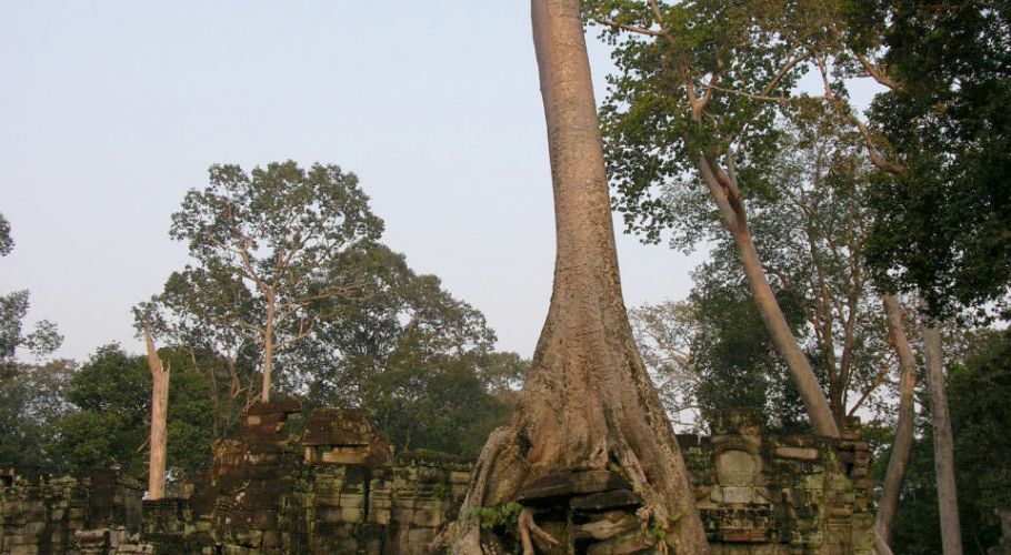 Angkor114